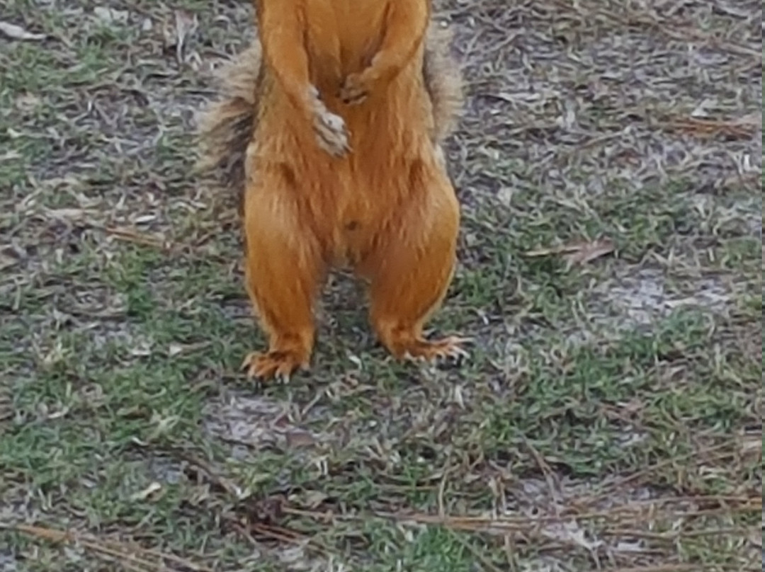 Gulf Shores Golf Club-格尔夫海岸必去景点