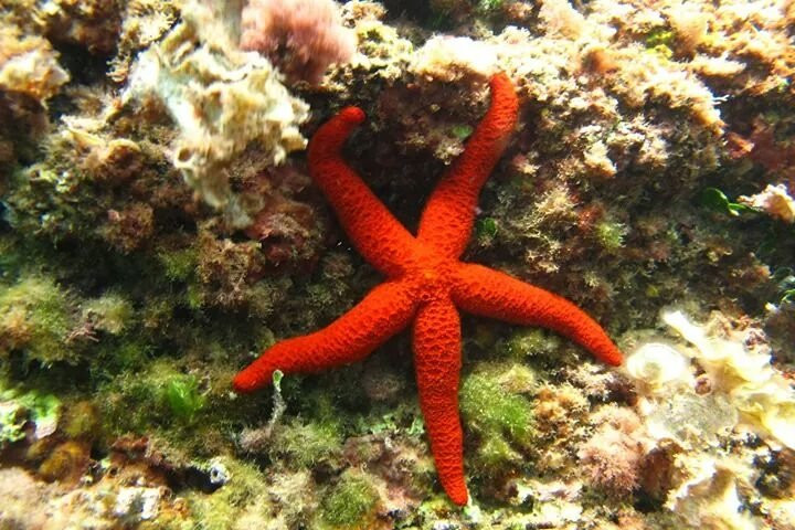 Scuba 4 You-卡尔佩必去景点