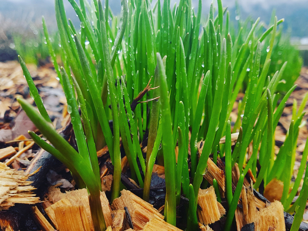 The Local Harvest Market景点图片
