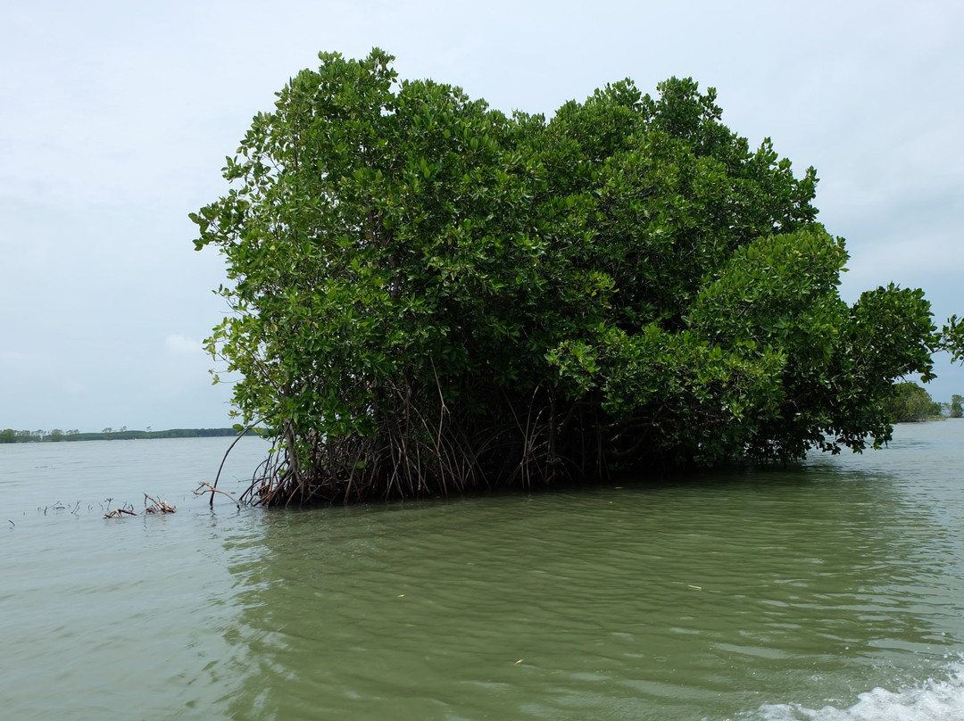 Pandansari Mangrove Forest景点图片