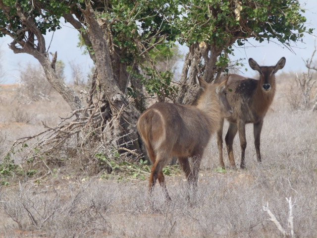 Safari Kenya con Daniel Mackenzie景点图片