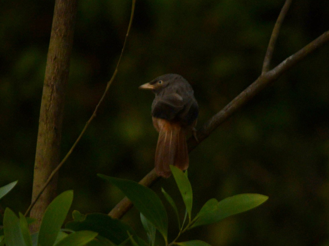 Chandoli National Park景点图片