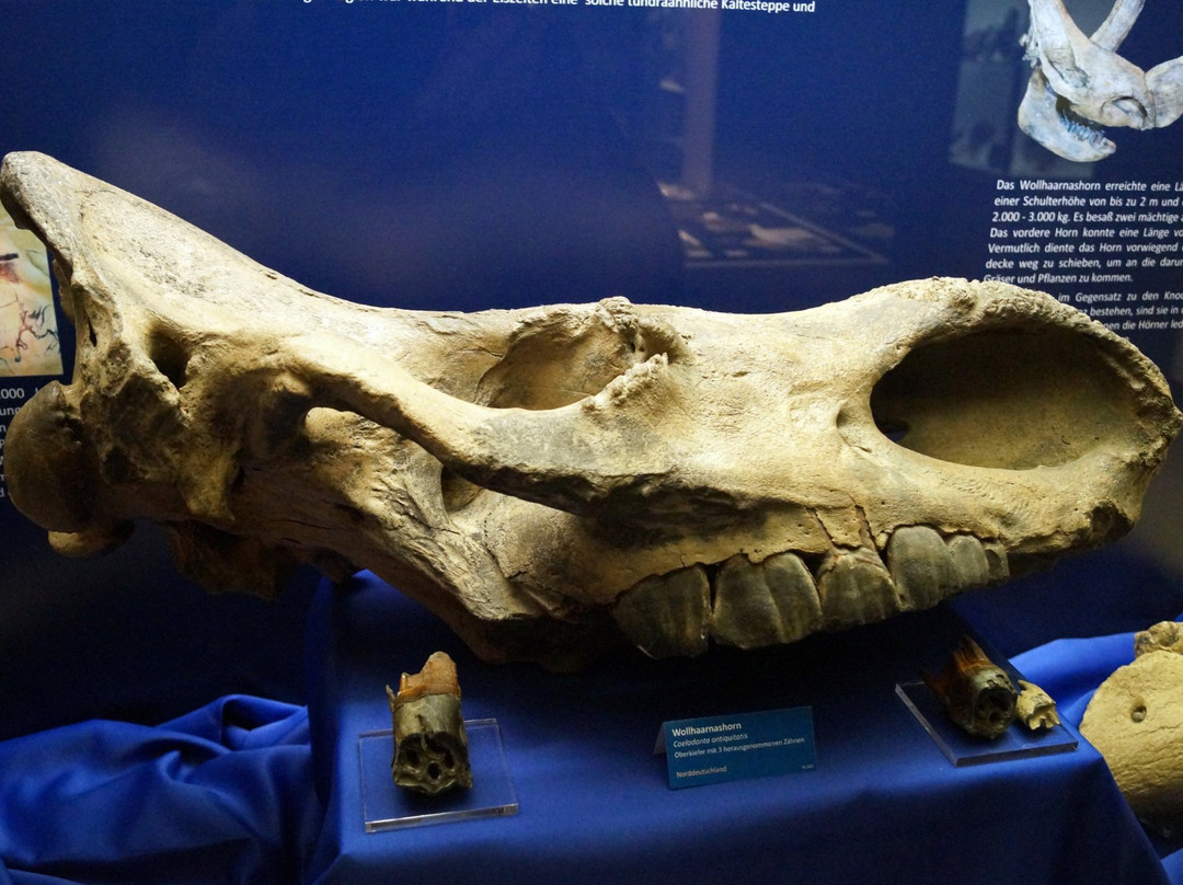 Naturhistorisches Museum-纽伦堡必去景点