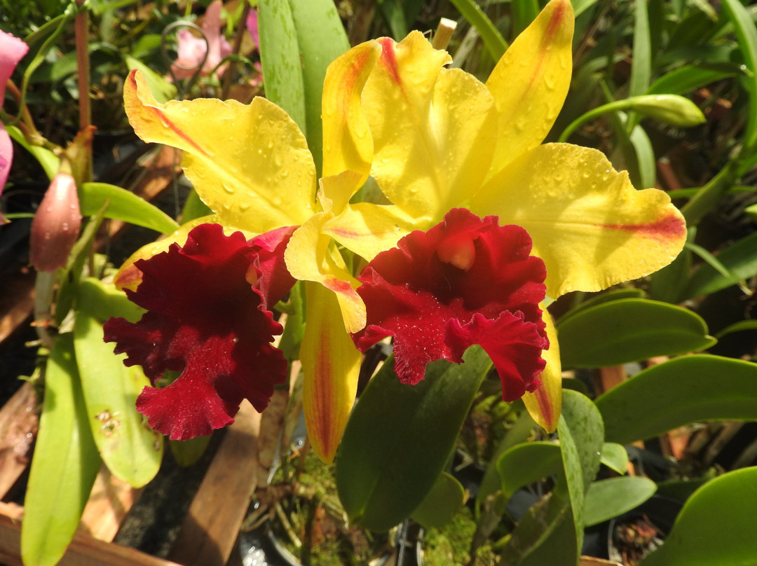 Orquidario Nego Plantas景点图片