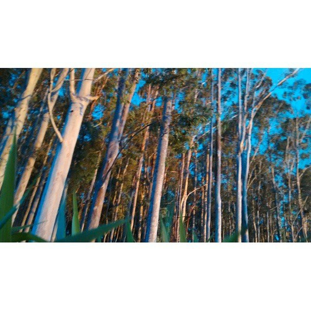 Pista Cooper Eucaliptos景点图片