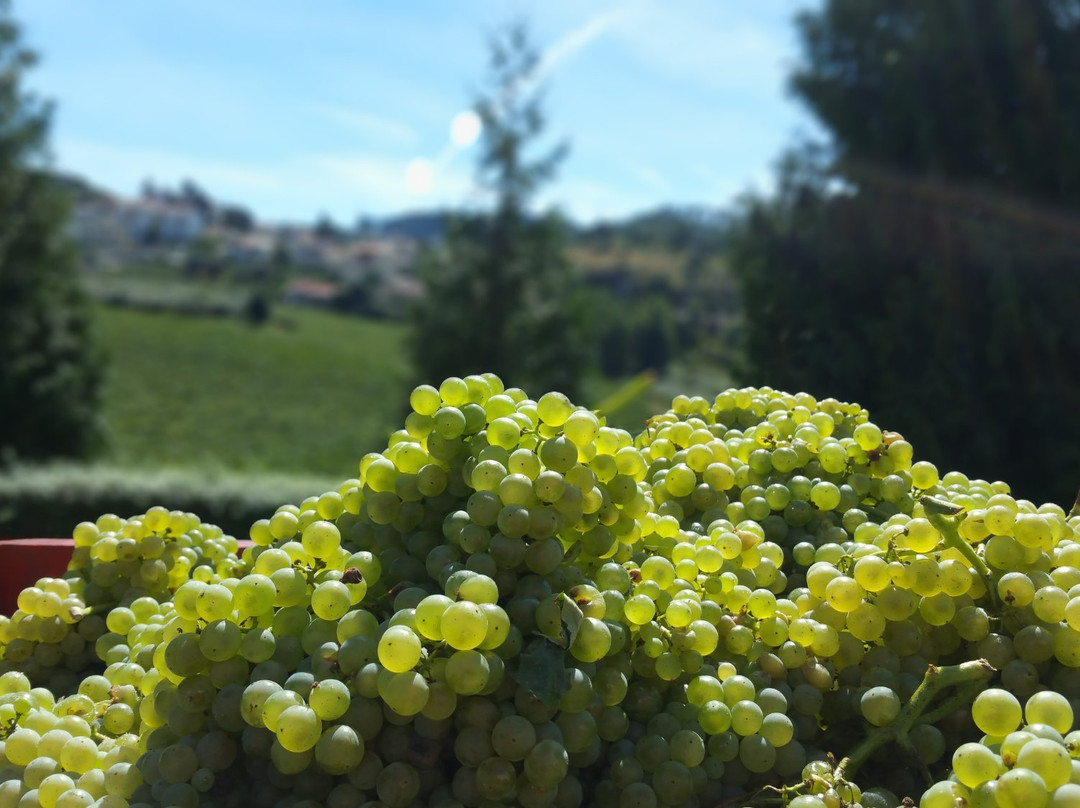 Quinta Da Lixa景点图片