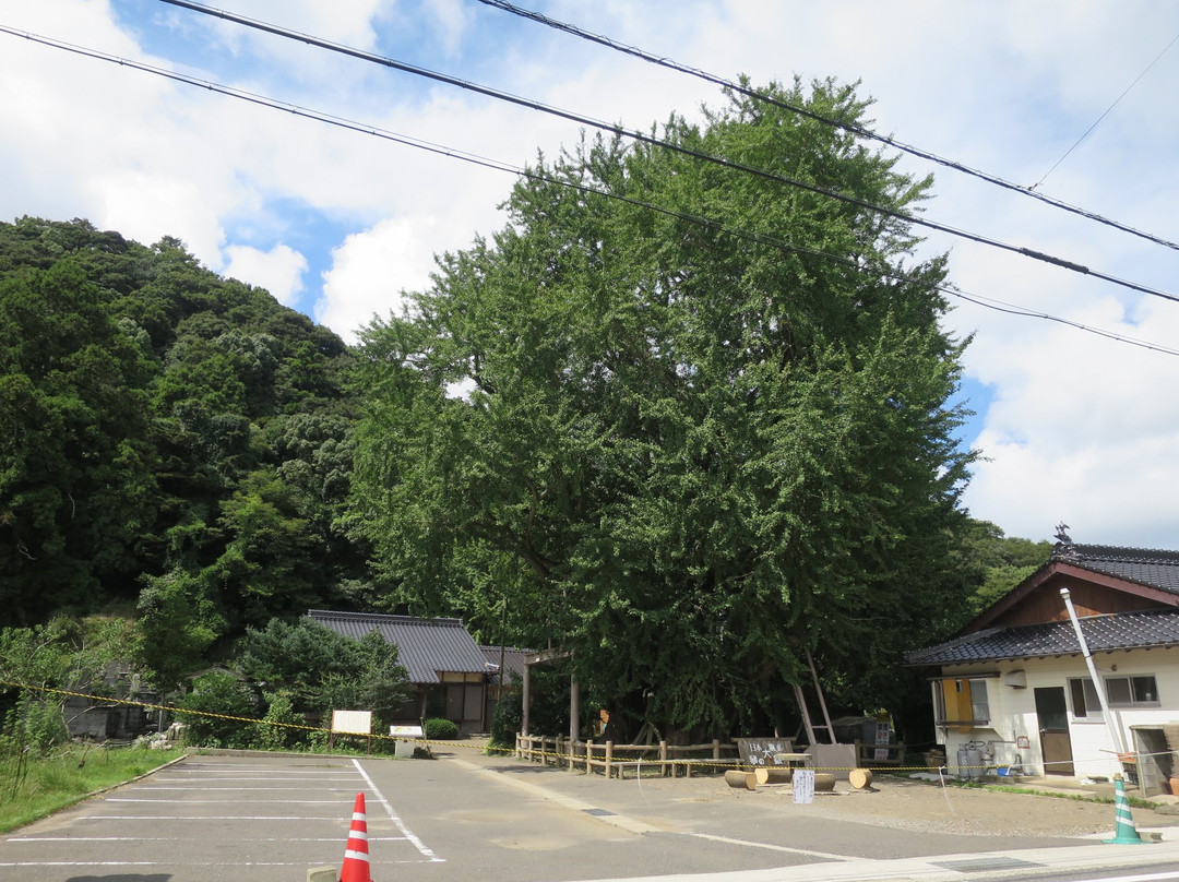 Kinno Big Ginkgo Tree-对马市必去景点