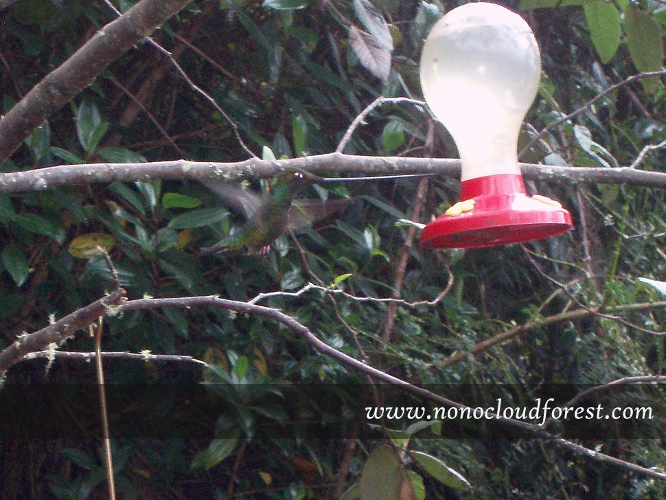 Nono Cloud Forest Day Tours-Nono必去景点