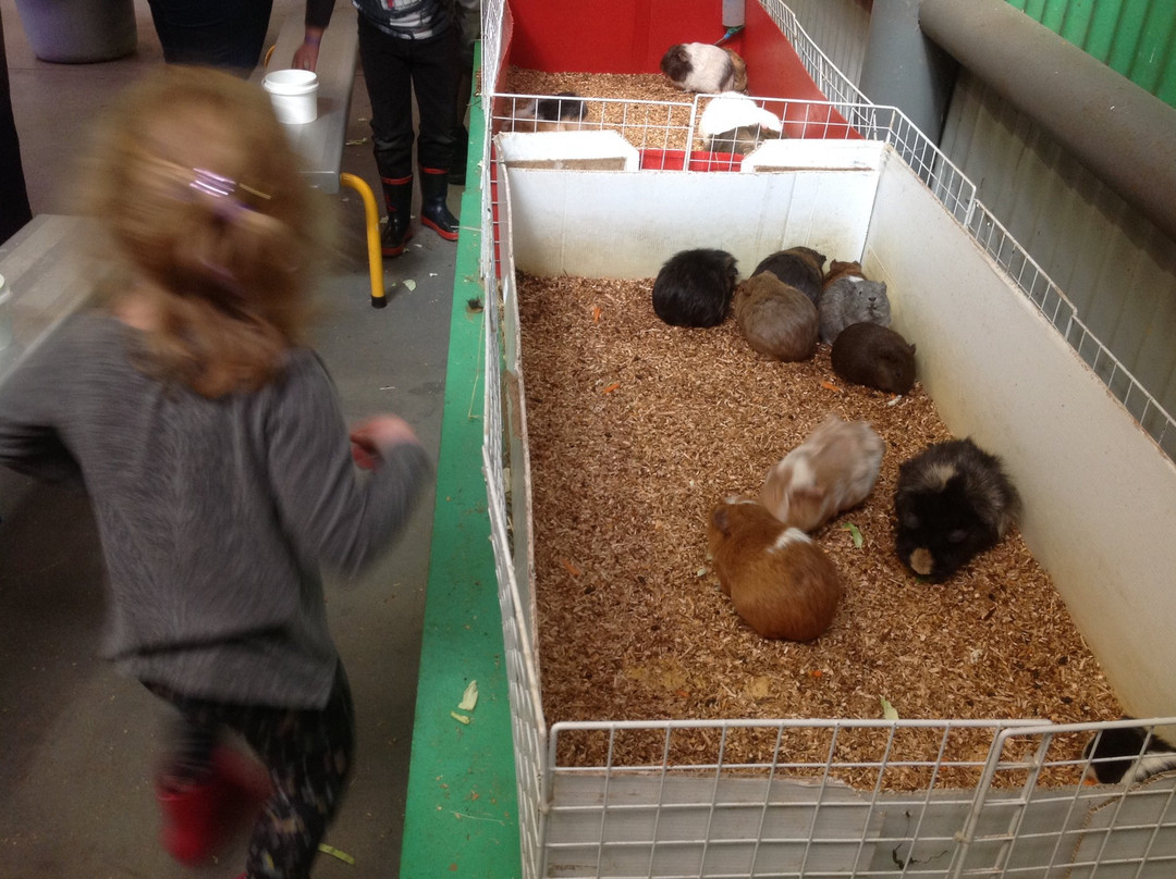 Swan Valley Cuddly Animal Farm景点图片
