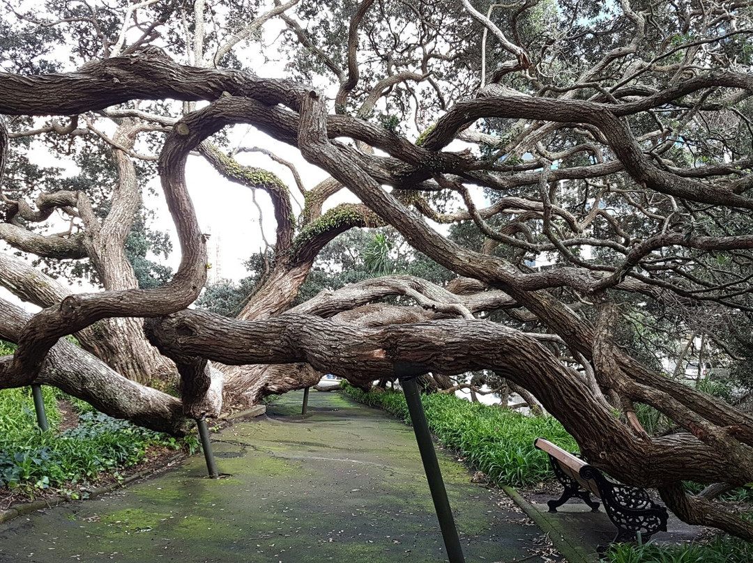 Emily Place Reserve-奥克兰中心地区必去景点