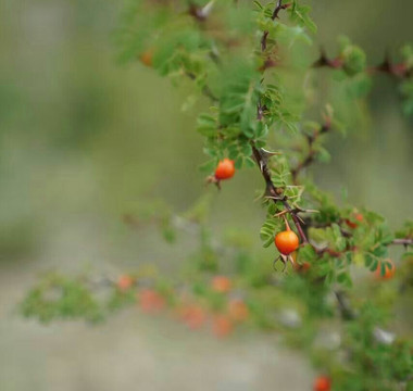 Turtle Mountain Gear & Outfitters-香格里拉县必去景点