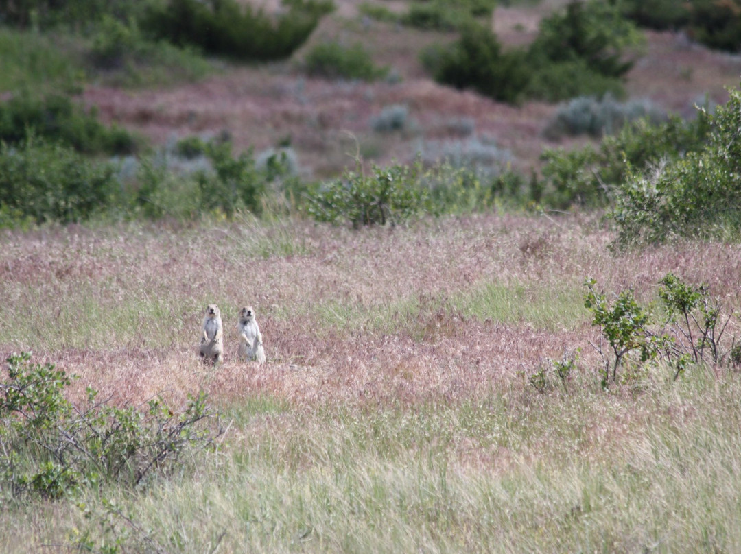Greycliff Prairie Dog Town State Park景点图片