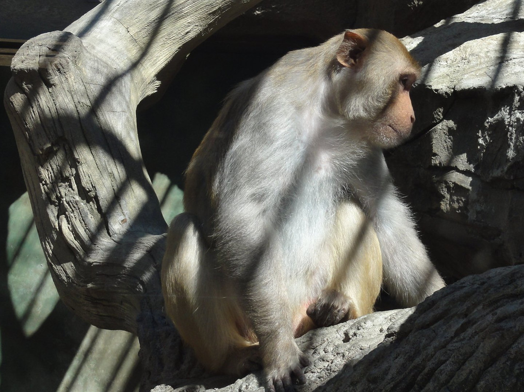Balu Zoo-阿纳帕必去景点