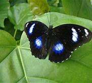 GT Butterfly House and Bug Zoo景点图片