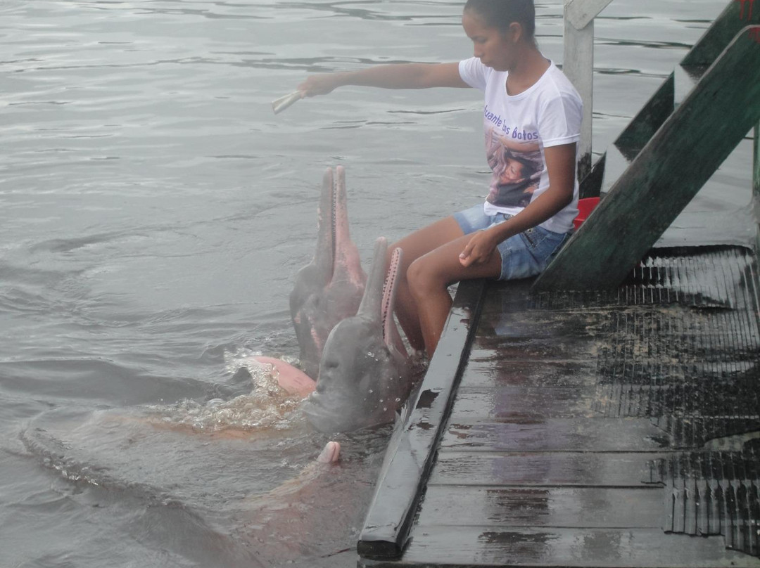 Pink Dolphins Floating Platform景点图片