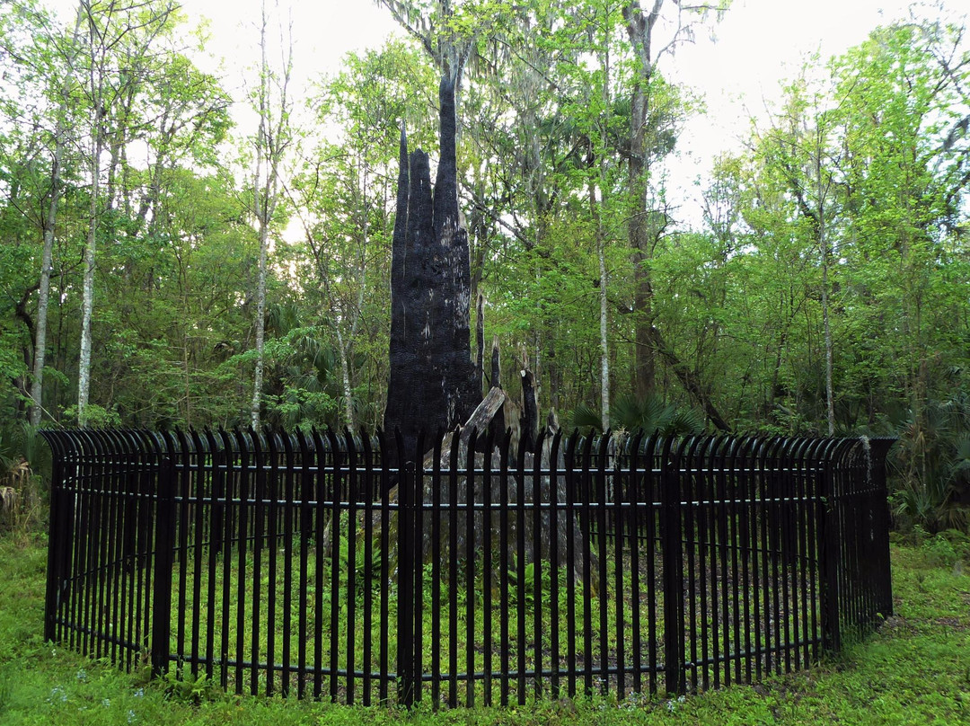 Big Tree Park-Longwood必去景点