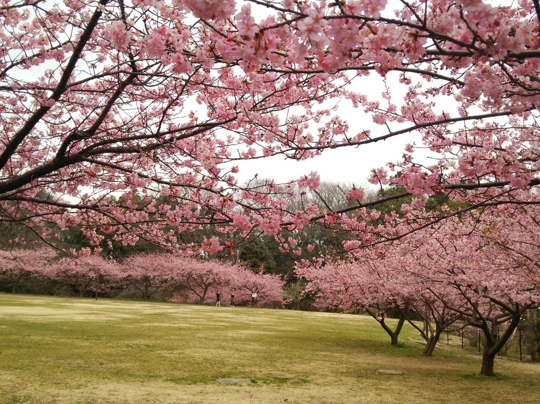 Usui Castle Site-佐仓市必去景点