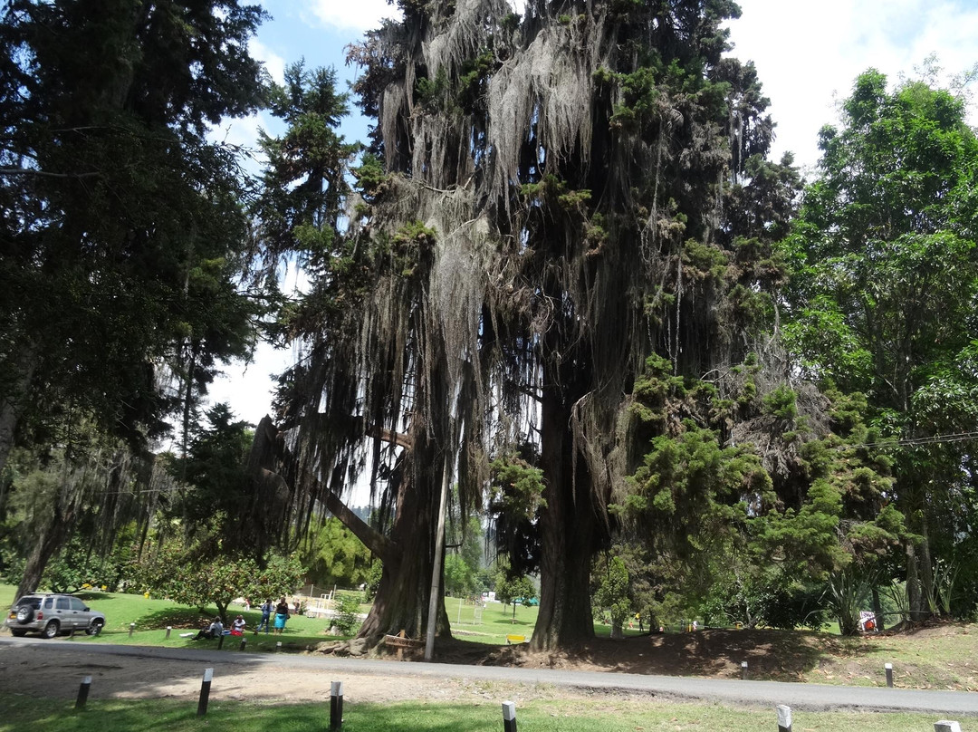 Bosque Popular El Prado景点图片