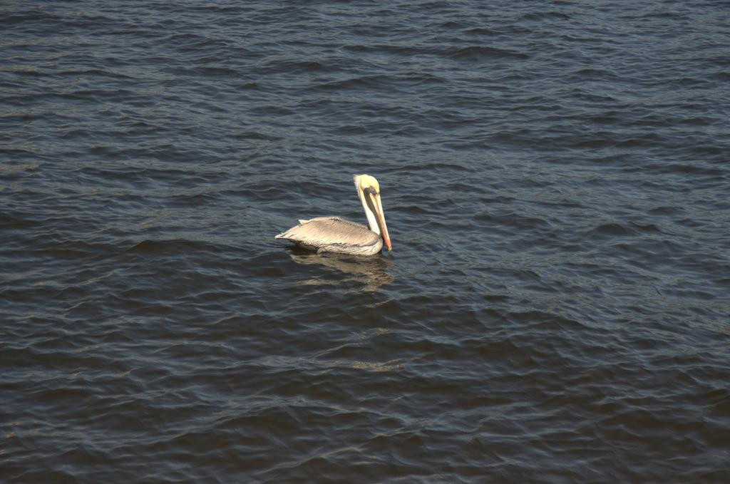 Riverwalk-朱庇特必去景点