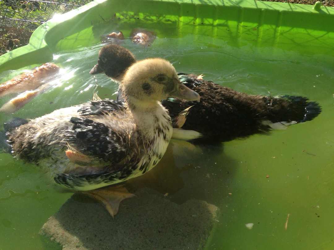 marché fermier chez BRES-Golfe-Juan Vallauris必去景点
