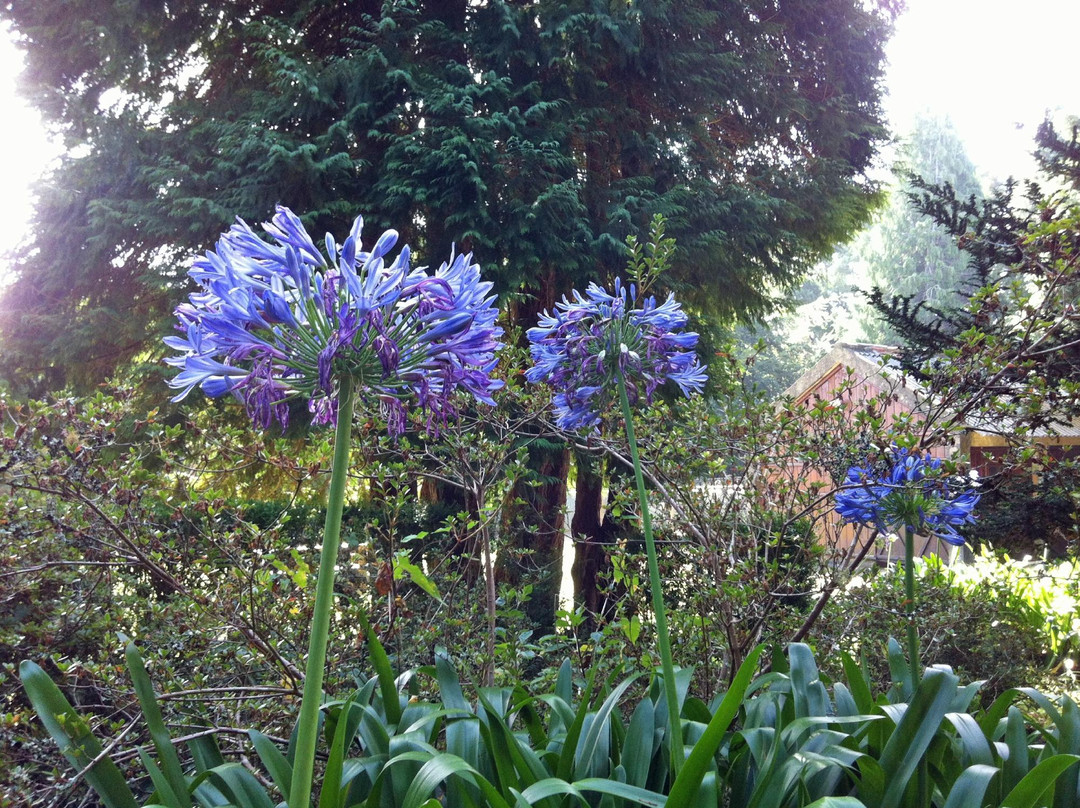 Quinta da Junta Garden-Santo Antonio da Serra必去景点