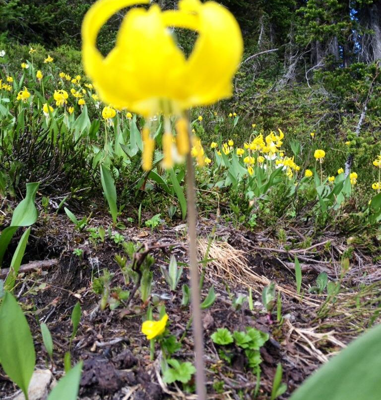 Gorman Lake-戈尔登必去景点