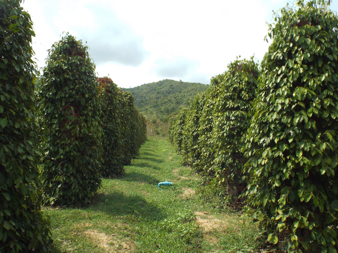 Starling Farm-贡布必去景点