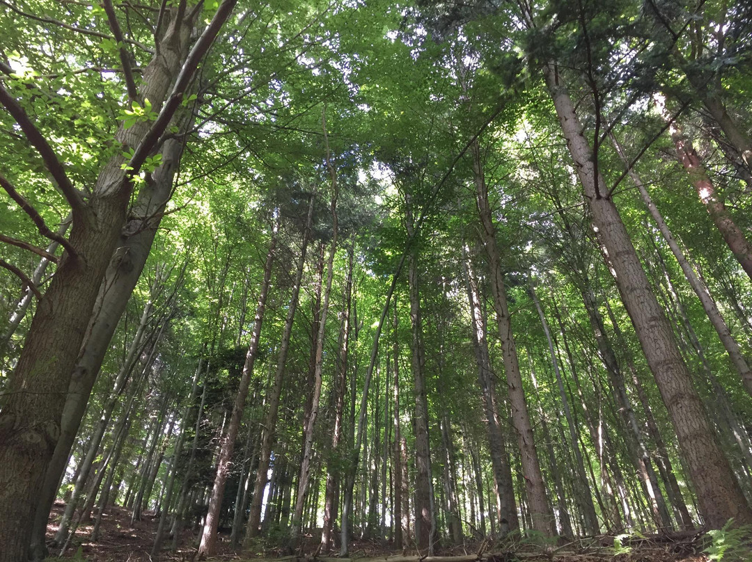 默克山-巴登巴登必去景点