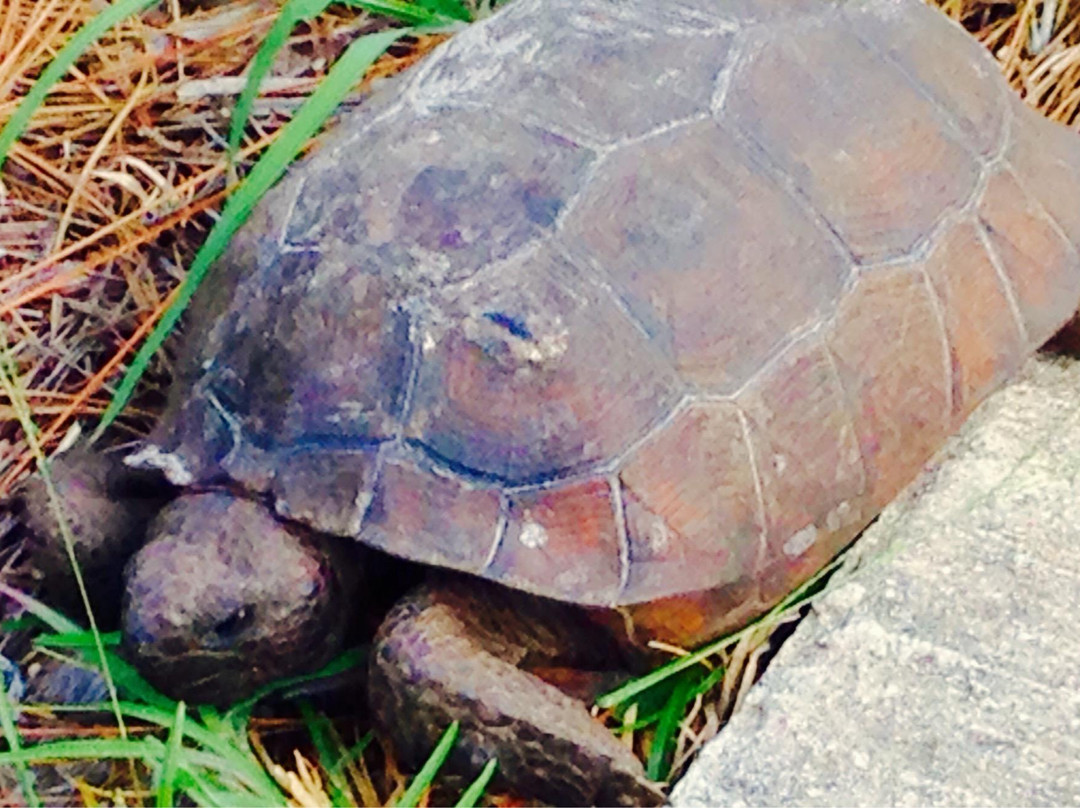 Limestone Creek Natural Area-朱庇特必去景点