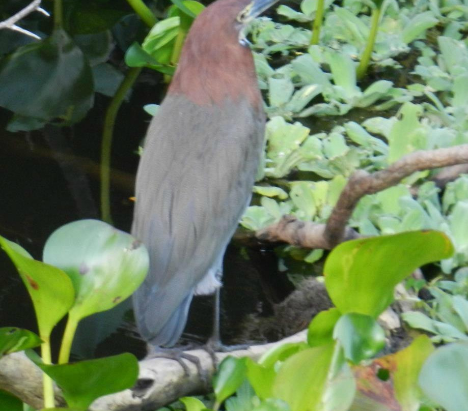 Argo - Ecoturismo no Pantanal Sul景点图片