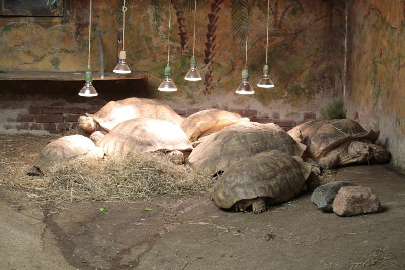 Iguana Reptile Zoo-Zeeland Province必去景点