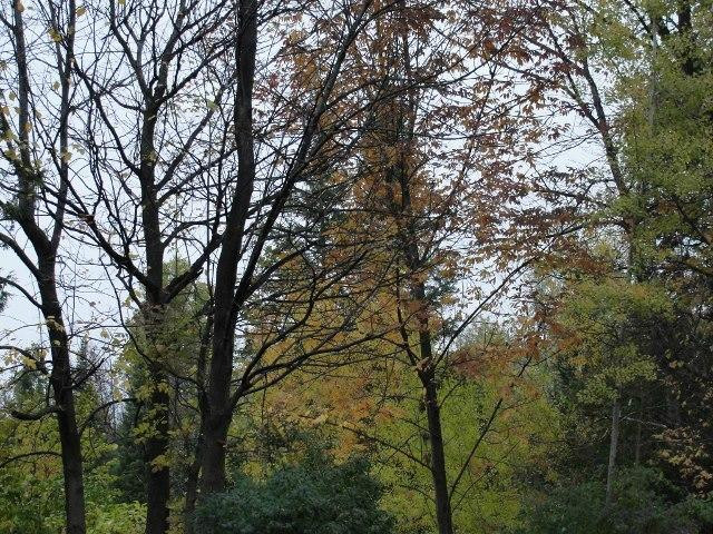Forks of the Credit Scenic Road-卡利登必去景点