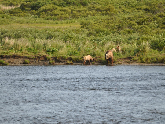 Kodiak Island Brewing Company-Kodiak必去景点