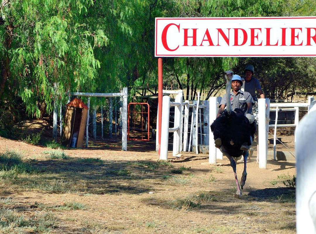 Chandelier Game Lodge & Ostrich Show Farm景点图片