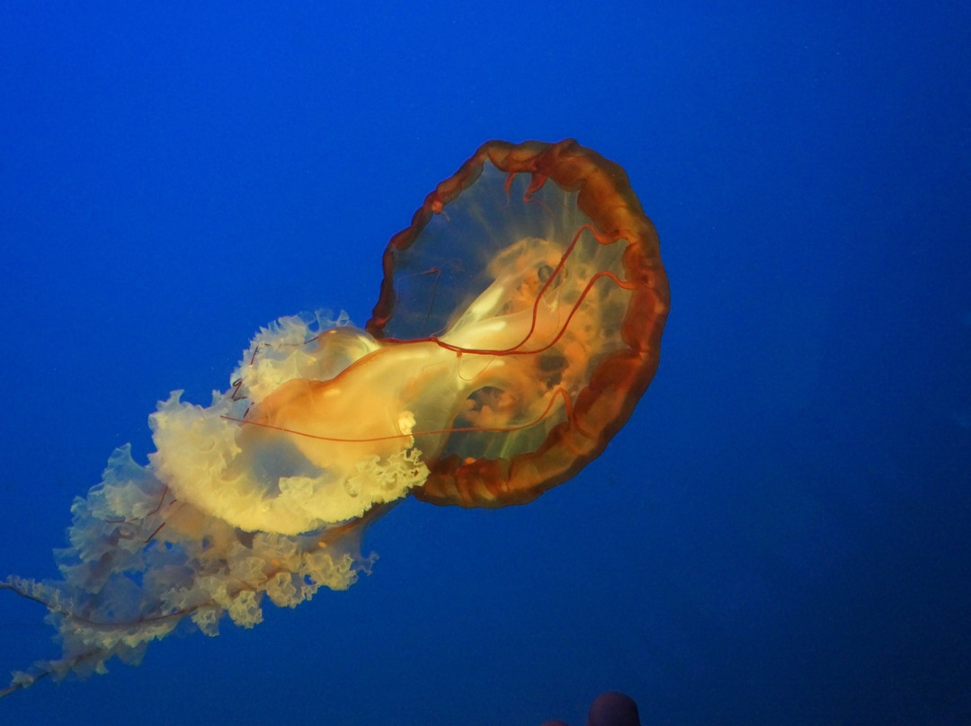 北京海洋馆-北京市必去景点