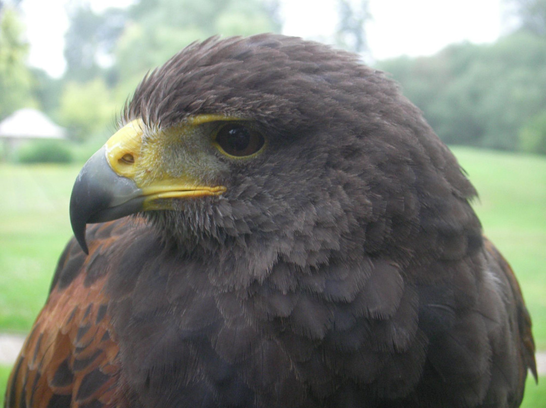 Ray Prior Falconry景点图片