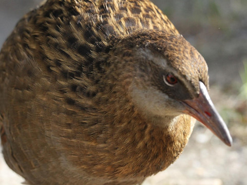 瓦纳卡生态之旅-瓦纳卡必去景点