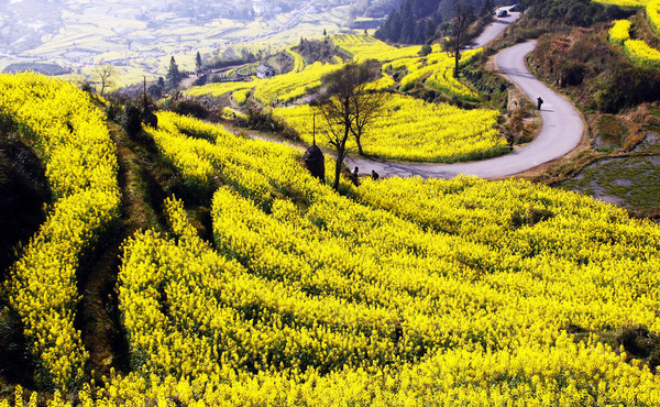 江岭梯田风光-婺源县必去景点