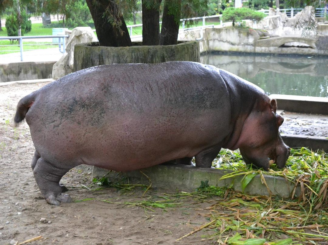 Pyongyang Central Zoo-平壤必去景点