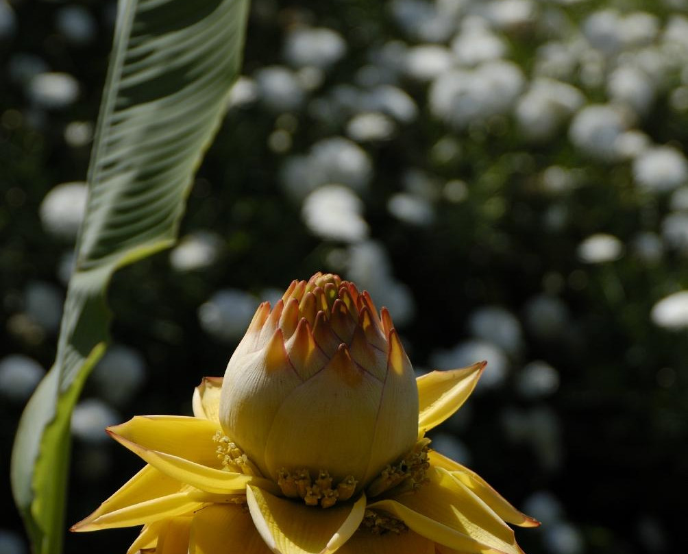 Botanical  Gardens Of Crete景点图片