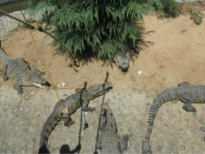 石家庄动物园-石家庄市必去景点