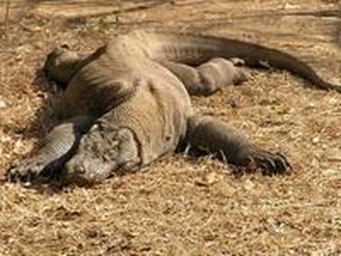 Bali Activities - Cruise Arrangement-沙努尔必去景点