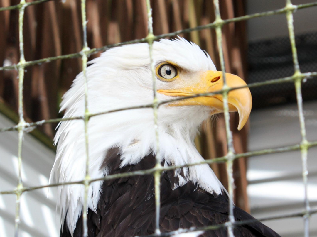 Alaska Raptor Center-锡特卡必去景点