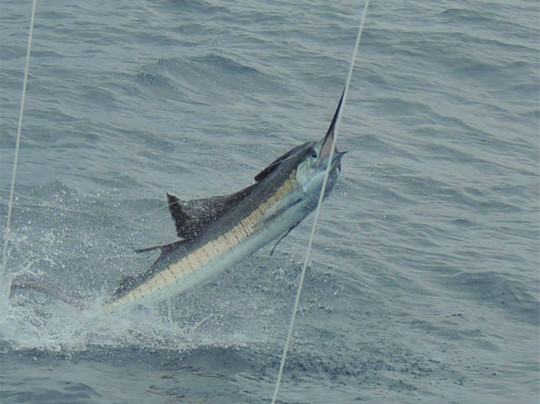 Dream On Sport Fishing景点图片