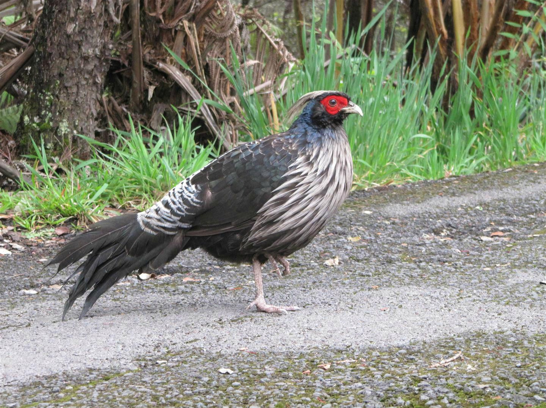 瑟斯顿熔岩隧道-夏威夷火山国家公园必去景点