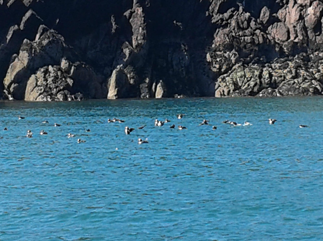 Shearwater Safaris景点图片