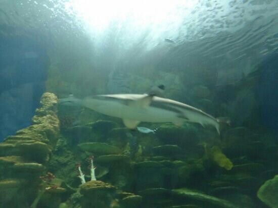 Fakieh Aquarium-吉达必去景点