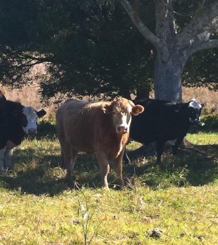 Studio 58 Byron Bay主图