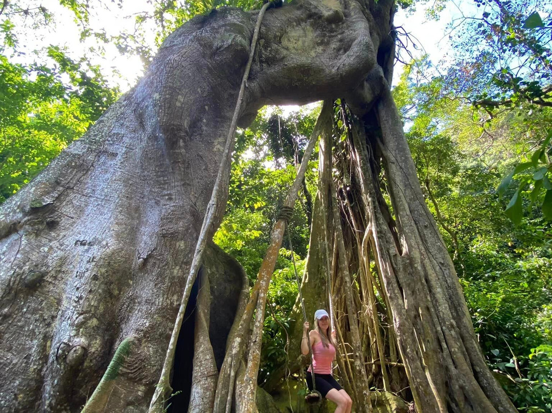 Colossal Kapok Tree