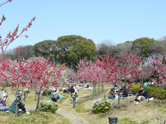 毛马樱之宫公园-大阪市必去景点